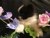 Mushroom, a male Pomeranian for sale in Littleton, CO – Photo 3 of 7