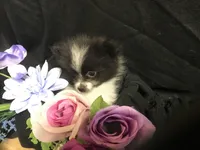 Mushroom, a male Pomeranian for sale in Littleton, CO – Photo 6 of 7