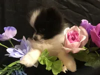 Mushroom, a male Pomeranian for sale in Littleton, CO – Photo 2 of 7