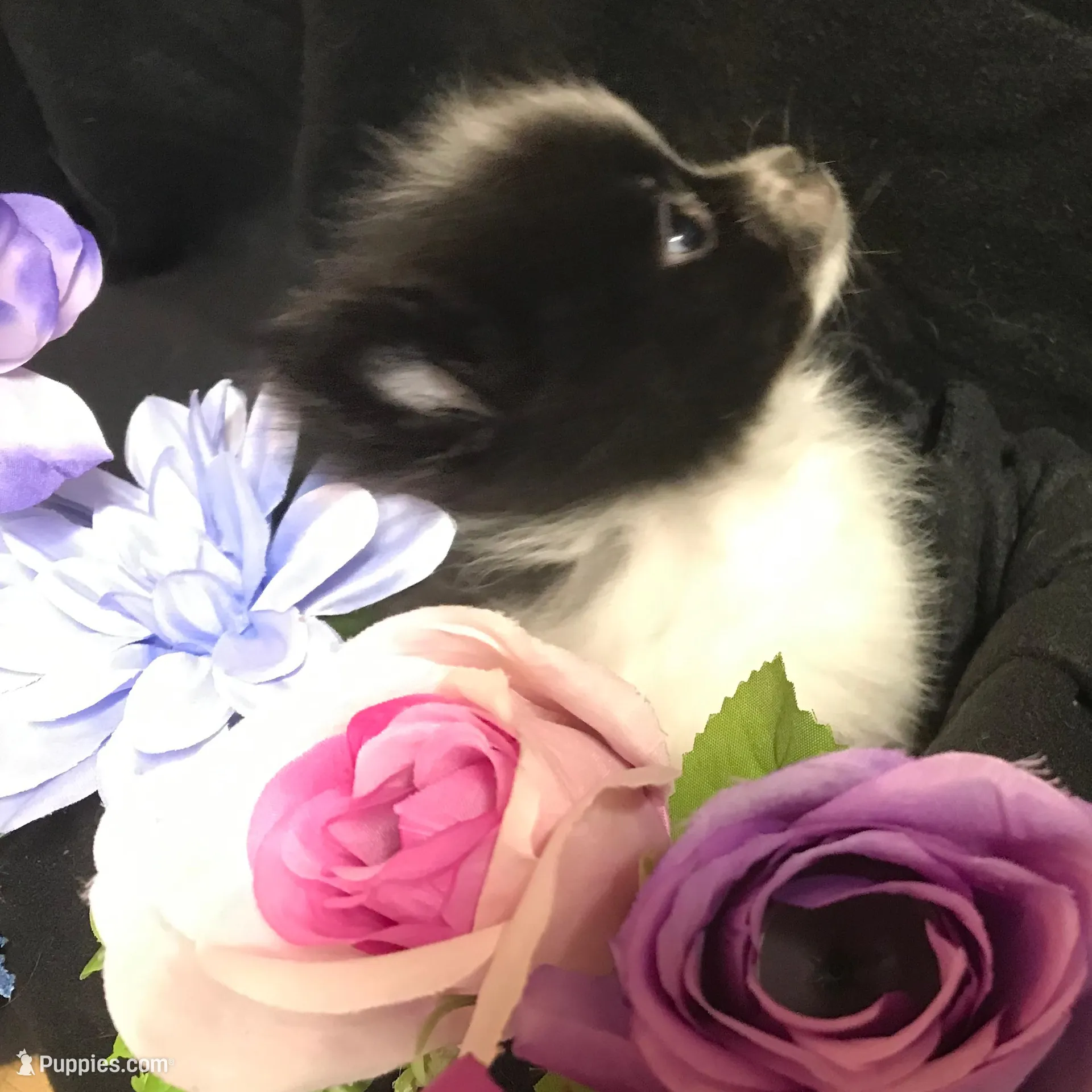 Mushroom, a male Pomeranian for sale in Littleton, CO – Photo 7 of 7