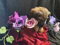 Funyon, a male Miniature Dachshund for sale in Littleton, CO – 4 of 8