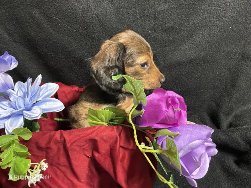 Thyme – Miniature Dachshund puppy for sale in Littleton, CO
