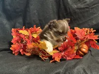 Celebration, a female Pomeranian for sale in Littleton, CO – 3 of 7