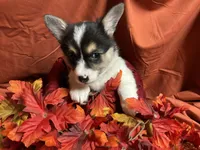 Hersery, a female Pembroke Welsh Corgi for sale in Littleton, CO – 6 of 8