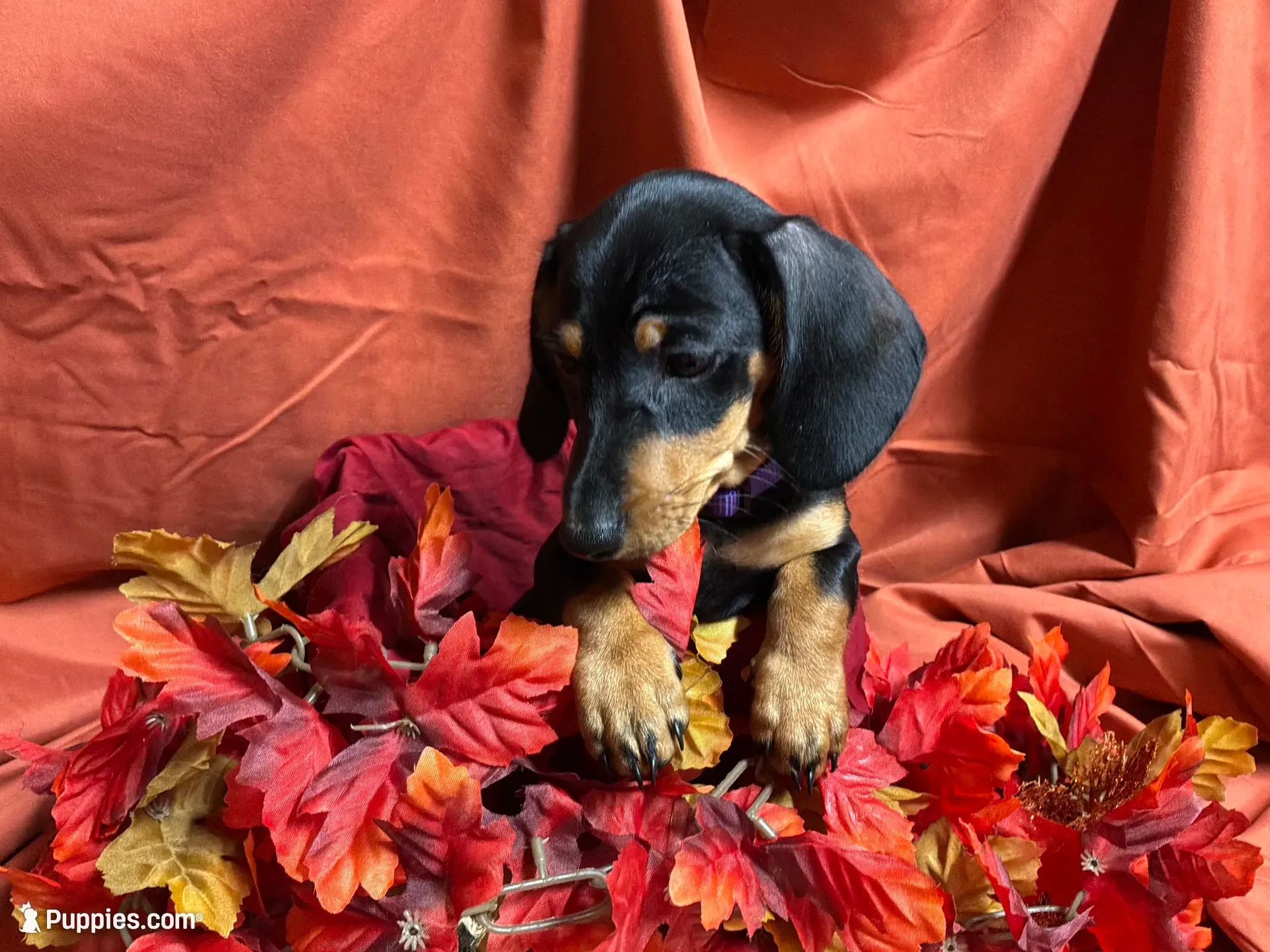 Linguine, a male Miniature Dachshund for sale in Littleton, CO – 1 of 6