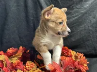 Monterey, a female Pembroke Welsh Corgi for sale in Littleton, CO – 2 of 6
