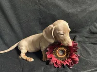 Paprika, a female Miniature Dachshund for sale in Littleton, CO – 2 of 7