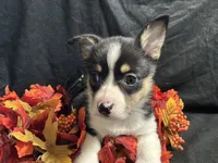 Swiss, a female Pembroke Welsh Corgi for sale in Littleton, CO – 2 of 9
