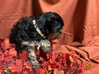 Divinity, a female Yorkshire Terrier for sale in Littleton, CO – 4 of 7