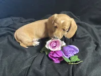 Tic tac, a male Miniature Dachshund for sale in Littleton, CO – 4 of 8