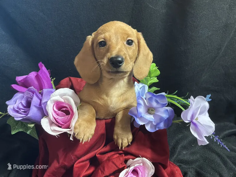 Skittles – Miniature Dachshund puppy for sale in Littleton, CO