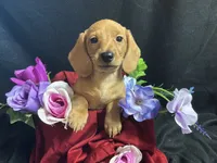 Skittles, a female Miniature Dachshund for sale in Littleton, CO – 1 of 8