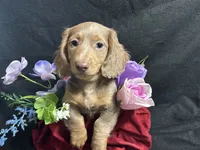 Walter, a male Miniature Dachshund for sale in Littleton, CO – 7 of 7