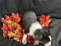 Swiss, a female Pembroke Welsh Corgi for sale in Littleton, CO – 9 of 9