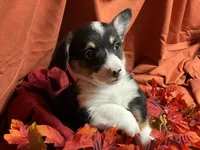Kit kat, a female Pembroke Welsh Corgi for sale in Littleton, CO – 5 of 6
