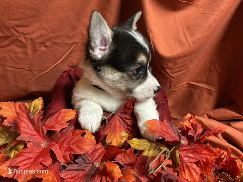 Hersery, a female Pembroke Welsh Corgi for sale in Littleton, CO – 1 of 8