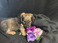 Funyon, a male Miniature Dachshund for sale in Littleton, CO – 8 of 8