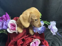 Skittles, a female Miniature Dachshund for sale in Littleton, CO – 5 of 8
