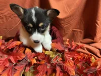 Reese, a female Pembroke Welsh Corgi for sale in Littleton, CO – 5 of 7