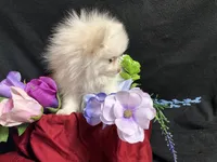 Parti, a female Pomeranian for sale in Littleton, CO – 2 of 8