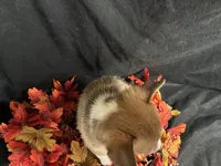 Monterey, a female Pembroke Welsh Corgi for sale in Littleton, CO – 5 of 6