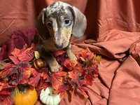 Fettuccine, a male Miniature Dachshund for sale in Littleton, CO – 2 of 6