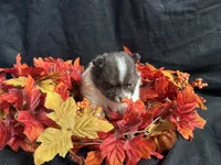 Firecraker, a male Pomeranian for sale in Littleton, CO – 4 of 7
