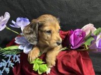 Rosemary, a female Miniature Dachshund for sale in Littleton, CO – 4 of 9
