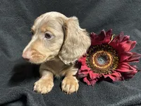 Walter, a male Miniature Dachshund for sale in Littleton, CO – 6 of 7