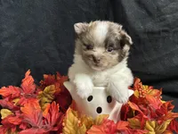 Independence, a male Pomeranian for sale in Littleton, CO – 3 of 8