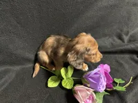 Rosemary, a female Miniature Dachshund for sale in Littleton, CO – 8 of 9
