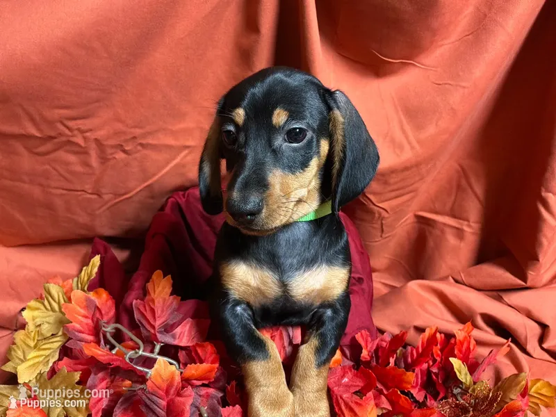 Rigatoni, a male Miniature Dachshund for sale in Littleton, CO – 1 of 9