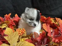 Sparkles, a female Pomeranian for sale in Littleton, CO – 6 of 8