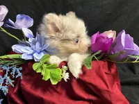 Glitter, a female Pomeranian for sale in Littleton, CO – 5 of 8
