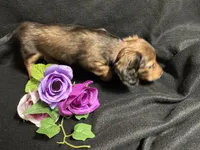 Thyme, a female Miniature Dachshund for sale in Littleton, CO – 2 of 7