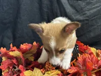 Provolone, a male Pembroke Welsh Corgi for sale in Littleton, CO – 3 of 7