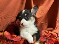 Kit kat, a female Pembroke Welsh Corgi for sale in Littleton, CO – 6 of 6