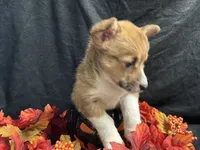 Monterey, a female Pembroke Welsh Corgi for sale in Littleton, CO – 4 of 6