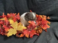 Firecraker, a male Pomeranian for sale in Littleton, CO – 3 of 7