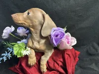 Isabelle, a female Miniature Dachshund for sale in Littleton, CO – 5 of 8