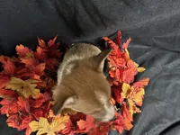 Provolone, a male Pembroke Welsh Corgi for sale in Littleton, CO – 7 of 7