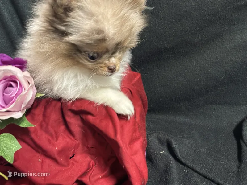 Very special and tiny – Pomeranian puppy for sale in Littleton, CO
