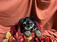 Snickers, a male Yorkshire Terrier for sale in Littleton, CO – 4 of 8