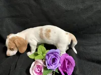 Cinnamon, a female Miniature Dachshund for sale in Littleton, CO – 2 of 8