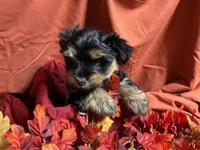 Snickers, a male Yorkshire Terrier for sale in Littleton, CO – 7 of 8