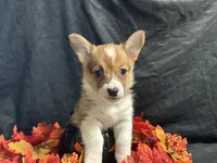 Gouda, a female Pembroke Welsh Corgi for sale in Littleton, CO – 5 of 7