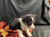 Swiss, a female Pembroke Welsh Corgi for sale in Littleton, CO – 7 of 9