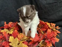 Firecraker, a male Pomeranian for sale in Littleton, CO – 6 of 7