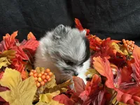 Sparkles, a female Pomeranian for sale in Littleton, CO – 2 of 8