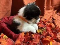 Reese, a female Pembroke Welsh Corgi for sale in Littleton, CO – 6 of 7